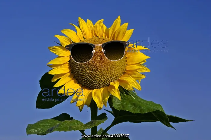 : Sunflower, single flower against blue sky with sunglasses : Sunflower, single flower against blue sky with sunglasses