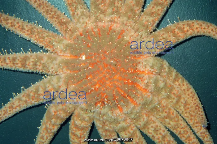: SUNFLOWER STAR : SUNFLOWER STAR