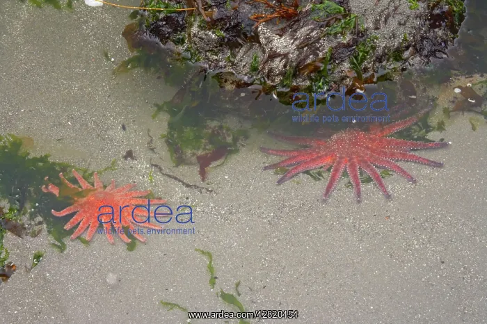 : Sunflower Star - In sandy rock pool : Sunflower Star - In sandy rock pool