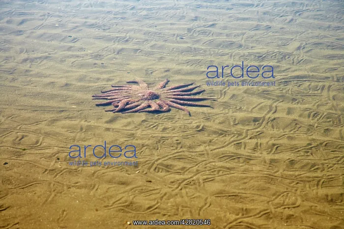: Sunflower Star - In sandy rock pool : Sunflower Star - In sandy rock pool