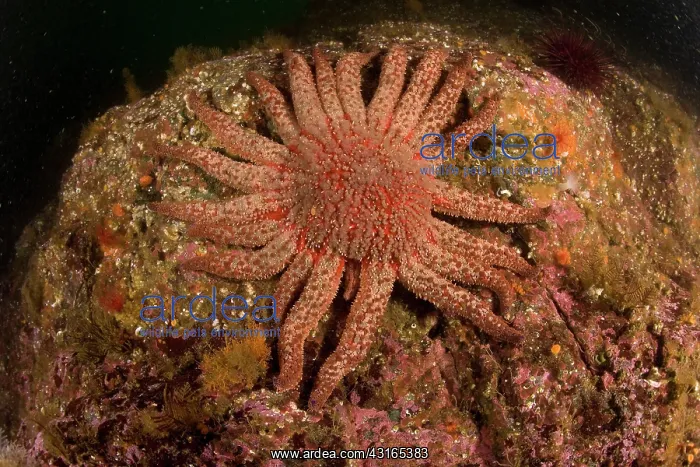 : Sunflower star - Vancouver Island British Columbia Canada Pa : Sunflower star - Vancouver Island British Columbia Canada Pa