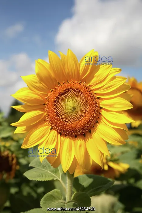 : A sunflower in a sunflower field in Loire : A sunflower in a sunflower field in Loire