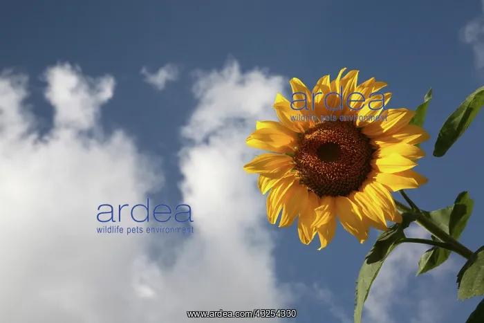: A sunflower in a sunflower field in Loire : A sunflower in a sunflower field in Loire