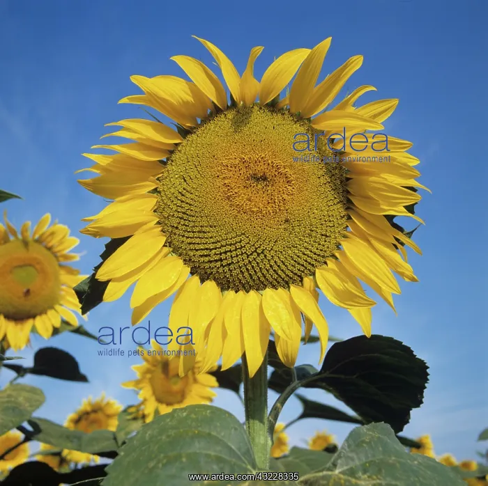 : Sunflower in Tuscany : Sunflower in Tuscany