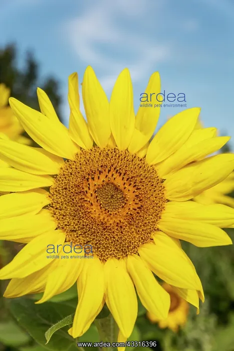  : Sunflower - UK