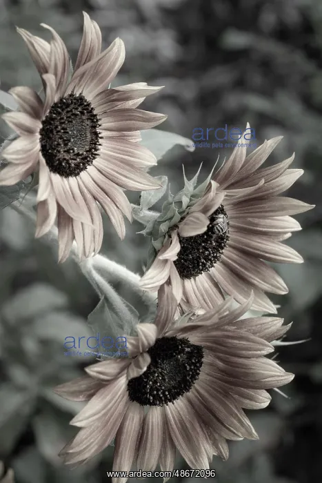 : Sunflower varieties, New Mexico : Sunflower varieties, New Mexico