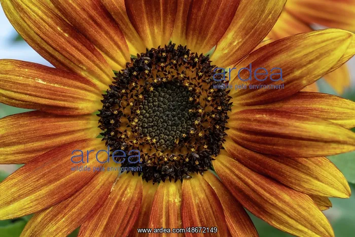: Sunflower varieties, New Mexico : Sunflower varieties, New Mexico