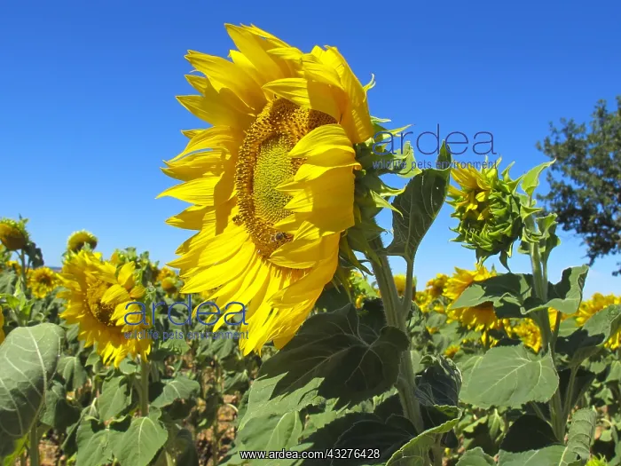 : Sunflower(Helianthus annuus) in bloom, Plateau de : Sunflower(Helianthus annuus) in bloom, Plateau de