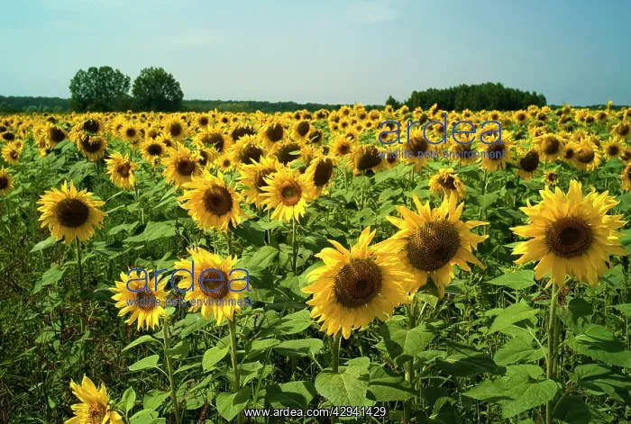 : Sunflowers : Sunflowers