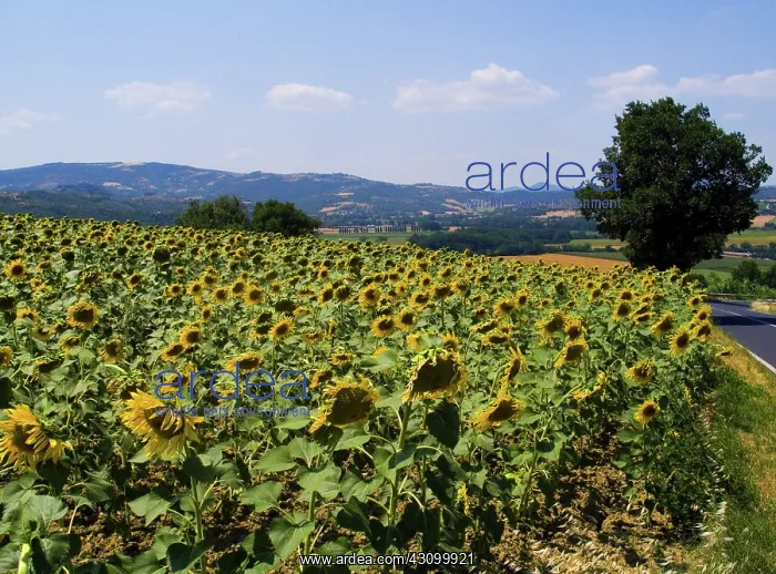 : Sunflowers : Sunflowers