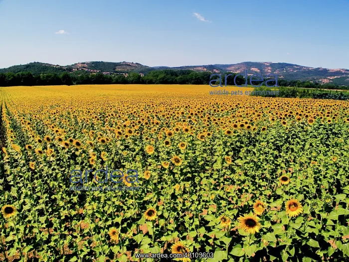 : Sunflowers : Sunflowers