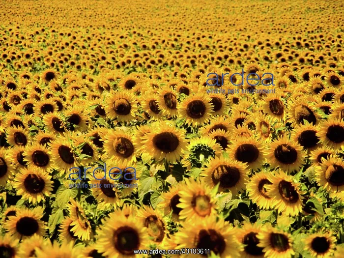 : Sunflowers : Sunflowers