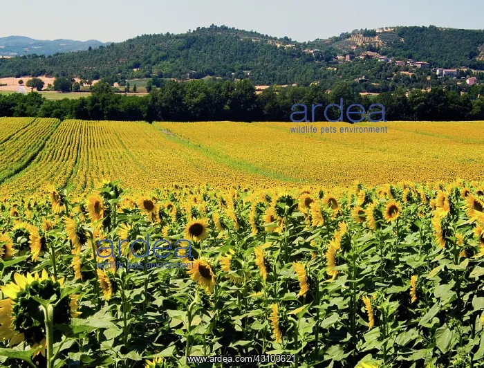 : Sunflowers : Sunflowers