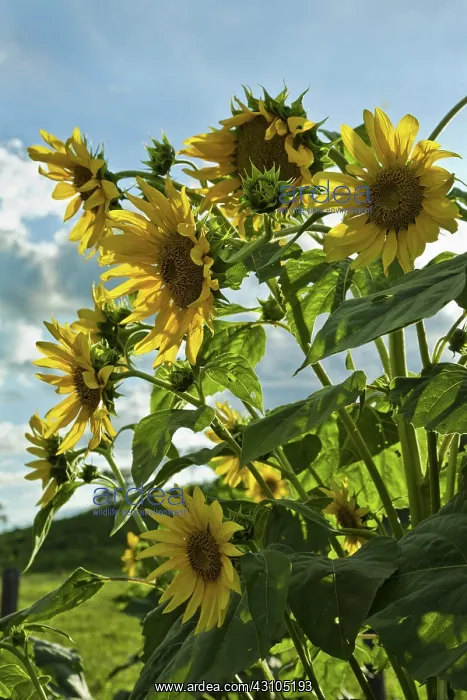 : Sunflowers : Sunflowers