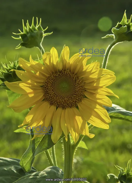 : Sunflowers : Sunflowers