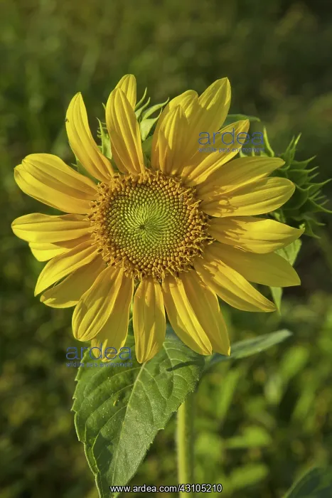 : Sunflowers : Sunflowers