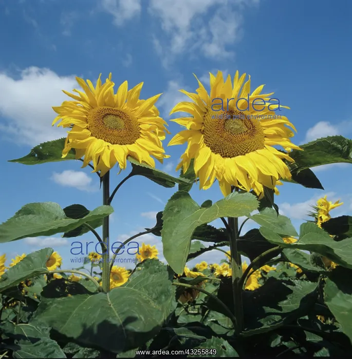 : Sunflowers : Sunflowers