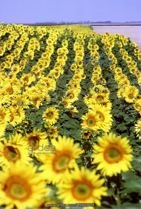 : SUNFLOWERS : SUNFLOWERS