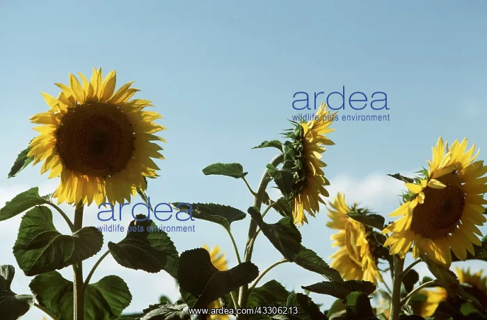: SUNFLOWERS : SUNFLOWERS