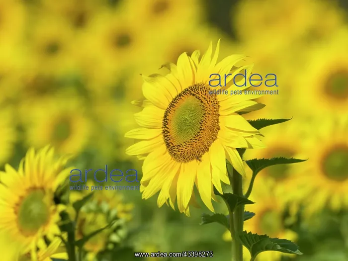 : Sunflowers : Sunflowers