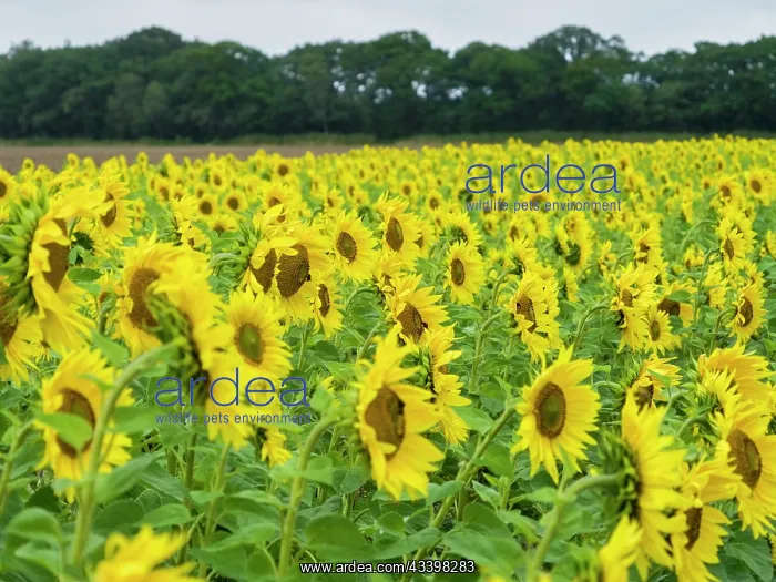 : Sunflowers : Sunflowers