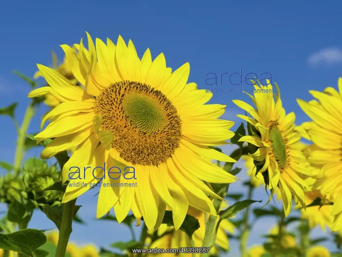 : Sunflowers : Sunflowers