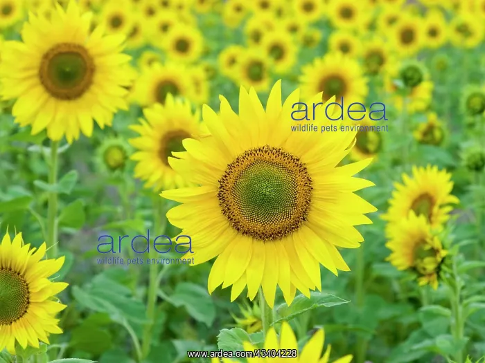 : Sunflowers : Sunflowers