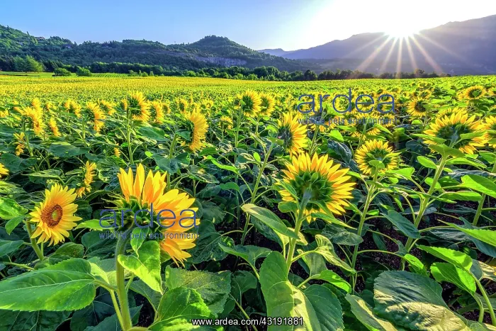 : Sunflowers blooming, Lavours region, Bugey, Ain : Sunflowers blooming, Lavours region, Bugey, Ain