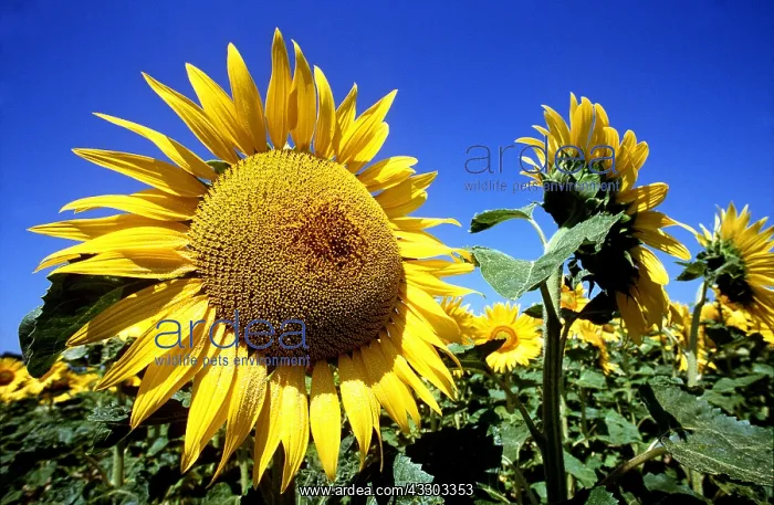 : SUNFLOWERS - against blue sky : SUNFLOWERS - against blue sky