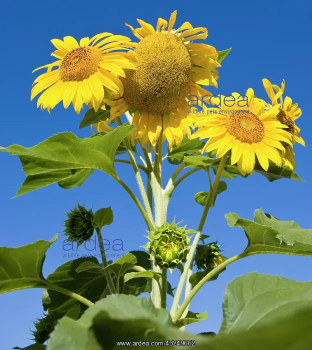 : Sunflowers and blue sky. Portsmouth, New : Sunflowers and blue sky. Portsmouth, New