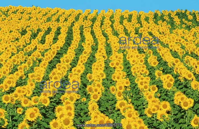 : SUNFLOWERS - CULTIVATED : SUNFLOWERS - CULTIVATED
