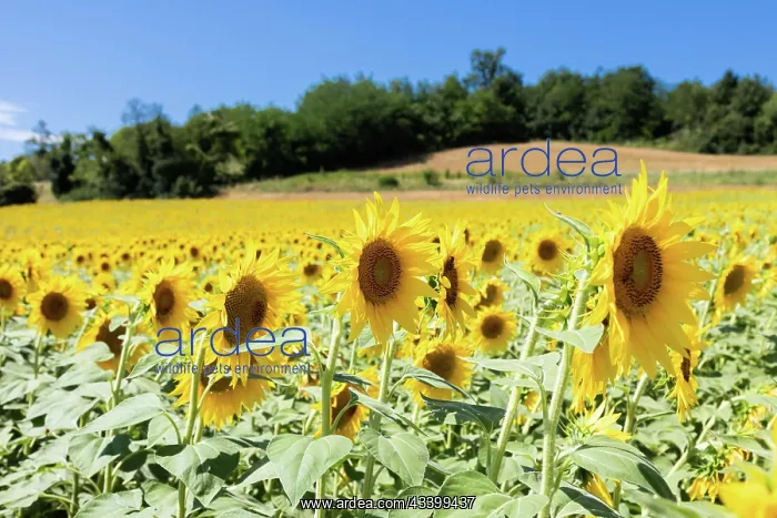 : Sunflowers field in Italy. Scenic countryside in : Sunflowers field in Italy. Scenic countryside in