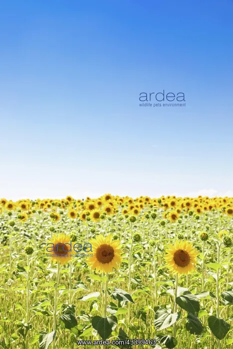 : Sunflowers field in Italy. Scenic countryside in : Sunflowers field in Italy. Scenic countryside in