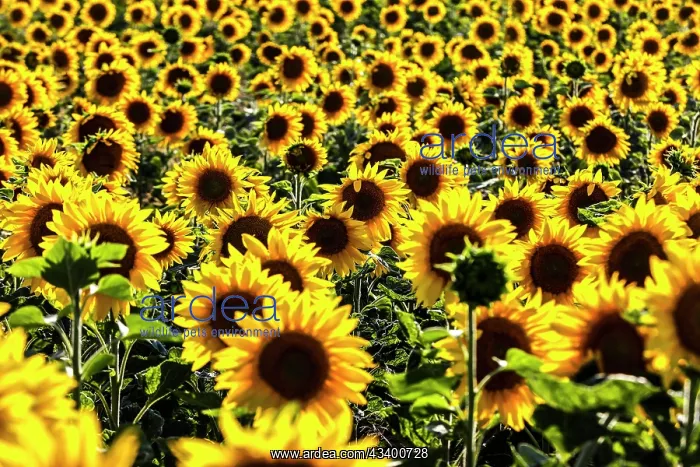 : Sunflowers in a field, Mallnow : Sunflowers in a field, Mallnow