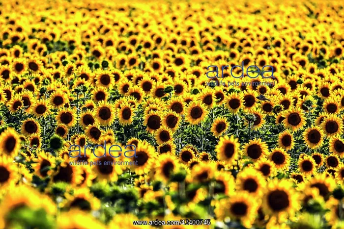 : Sunflowers in a field, Mallnow : Sunflowers in a field, Mallnow