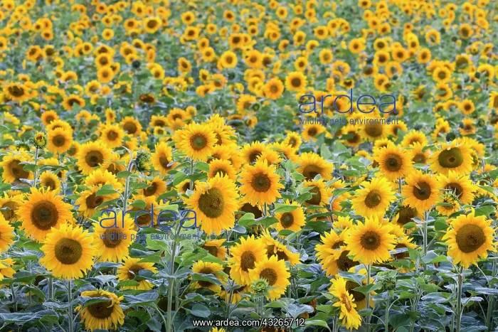 : Sunflowers, grown as crop, Hessen, Germany : Sunflowers, grown as crop, Hessen, Germany