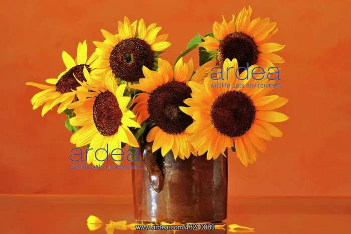 : Sunflowers (Helianthus annuus) in a clay pot, Middle : Sunflowers (Helianthus annuus) in a clay pot, Middle