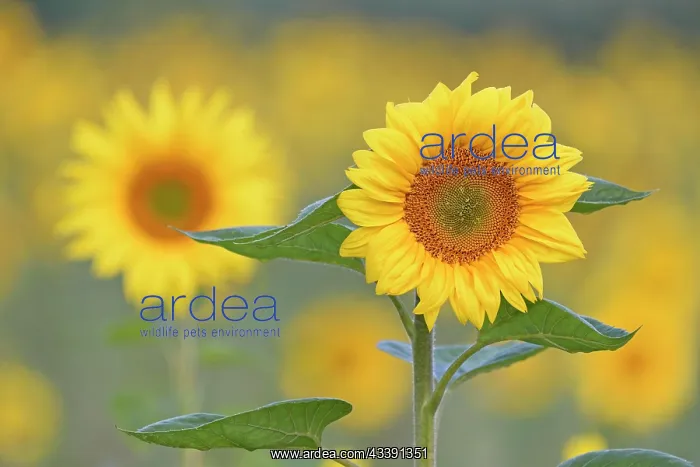 : Sunflowers (Helianthus annuus) at flowering time : Sunflowers (Helianthus annuus) at flowering time