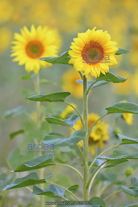 : Sunflowers (Helianthus annuus) at flowering time : Sunflowers (Helianthus annuus) at flowering time