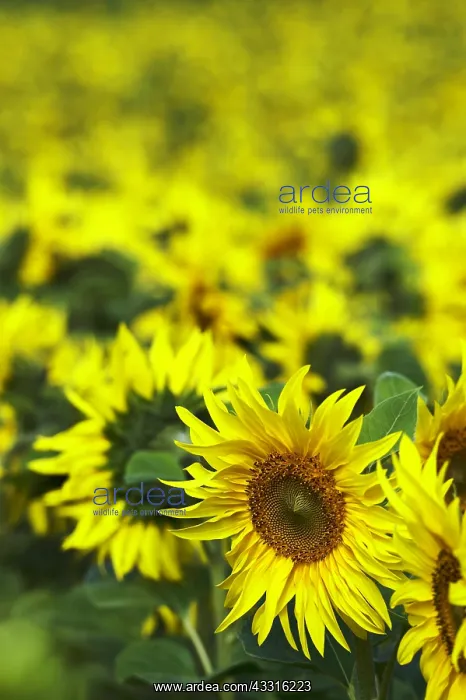 : Sunflowers (Helianthus Annuus), Flowers in a Field : Sunflowers (Helianthus Annuus), Flowers in a Field