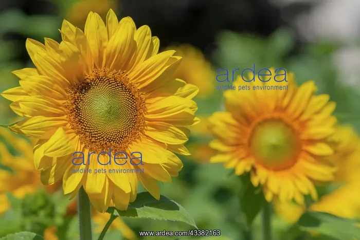 : Sunflowers (Helianthus annuus), sunflower field : Sunflowers (Helianthus annuus), sunflower field