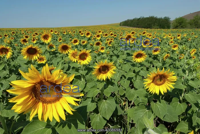 : Sunflowers (Helianthus annuus), sunflower field : Sunflowers (Helianthus annuus), sunflower field