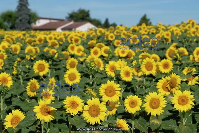 : Sunflowers - with house in background - Peneleau : Sunflowers - with house in background - Peneleau
