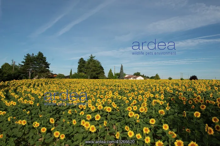 : Sunflowers - with house in background - Peneleau : Sunflowers - with house in background - Peneleau