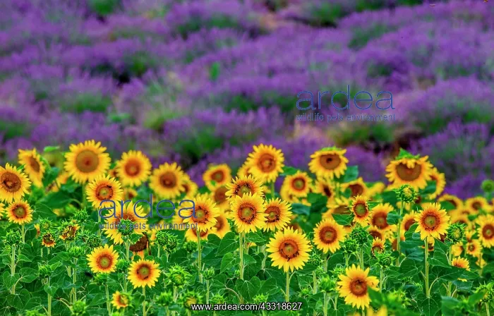 : Sunflowers on a lavender field background. A bea : Sunflowers on a lavender field background. A bea