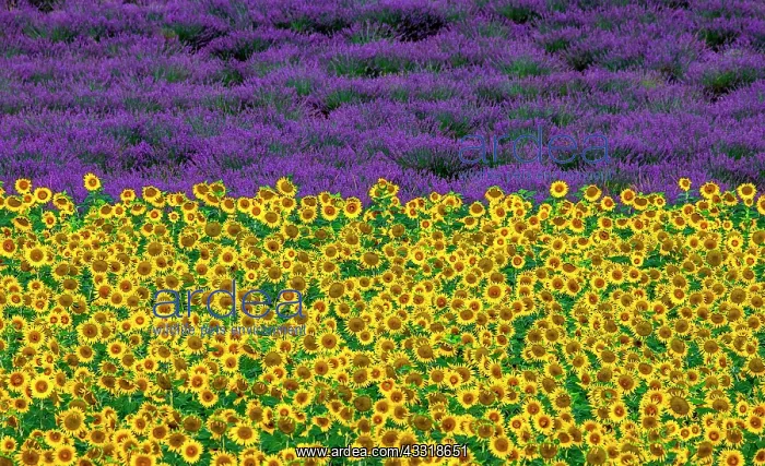 : Sunflowers on a lavender field background. A bea : Sunflowers on a lavender field background. A bea