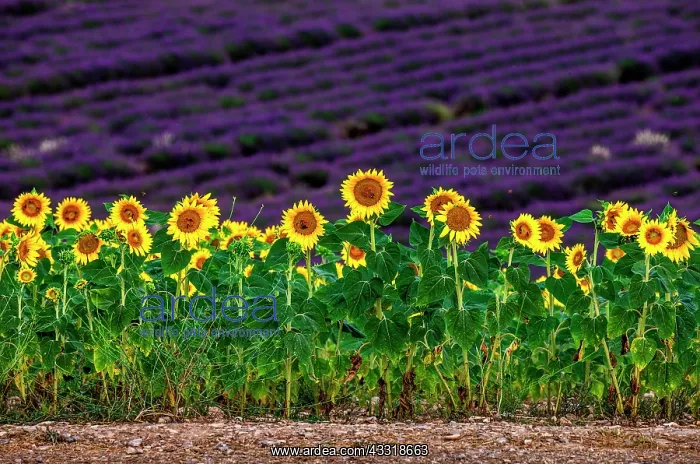 : Sunflowers on a lavender field background. A bea : Sunflowers on a lavender field background. A bea