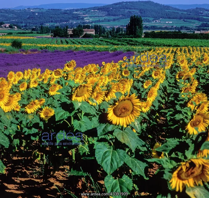 : Sunflowers and lavender fields, Provence, Francer : Sunflowers and lavender fields, Provence, Francer