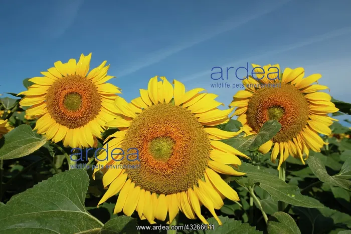 : Sunflowers - Peneleau, Montignac-de-Lauzun, Lot-et-Garonne : Sunflowers - Peneleau, Montignac-de-Lauzun, Lot-et-Garonne