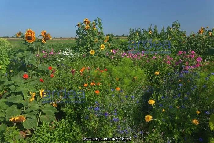 : Sunflowers with Royal Mallow (Lavatera trimestris) : Sunflowers with Royal Mallow (Lavatera trimestris)